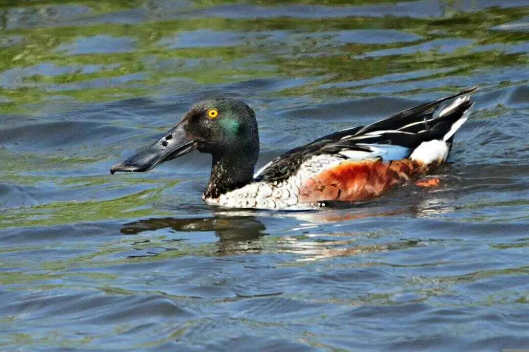 Northern Shoveler